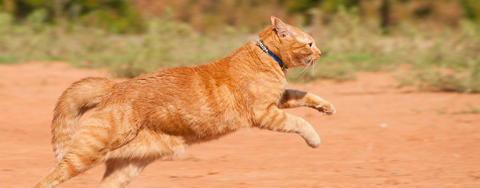 Orange-tabby-cat-running