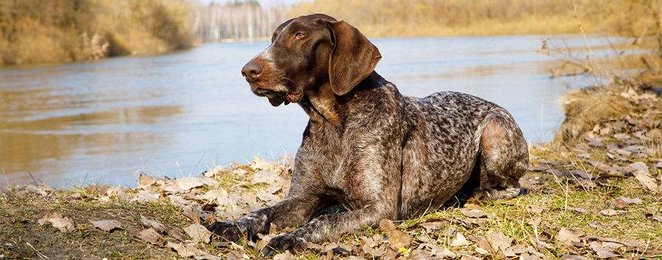 Pointer dog lying down