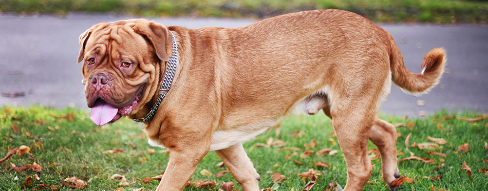 porträtt av en Mastiff för en promenad