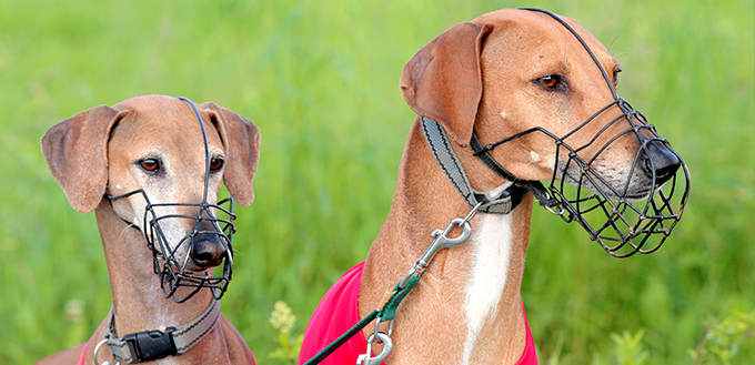 Portrait of two Sighthound Azawakh