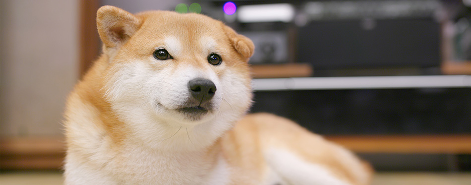 Shiba Inu dog in the living room