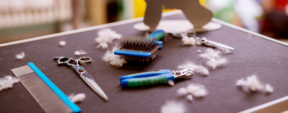 Side view of trimming of the Fox Terrier