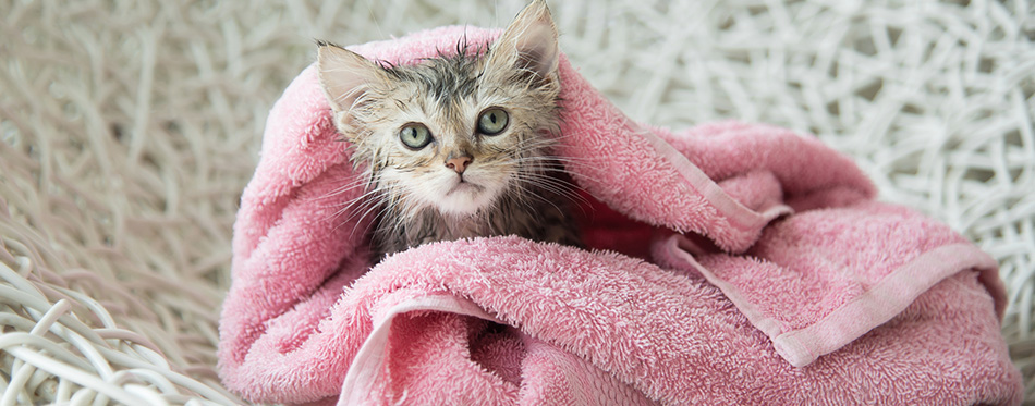 Soggy kitten after a bath