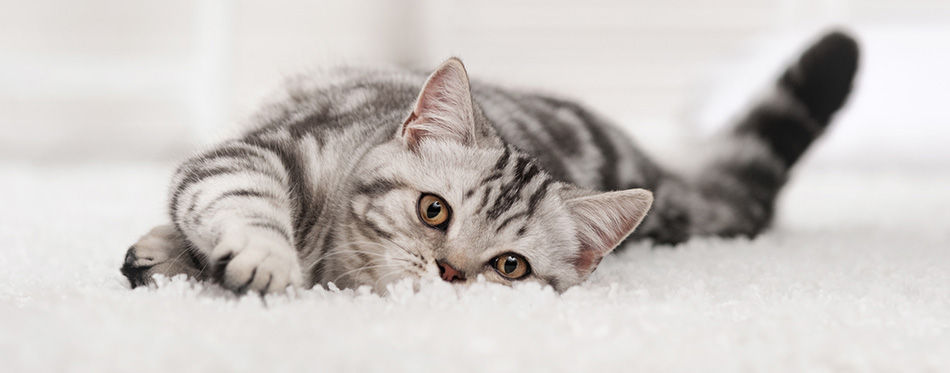 Tabby cat on the white carpet