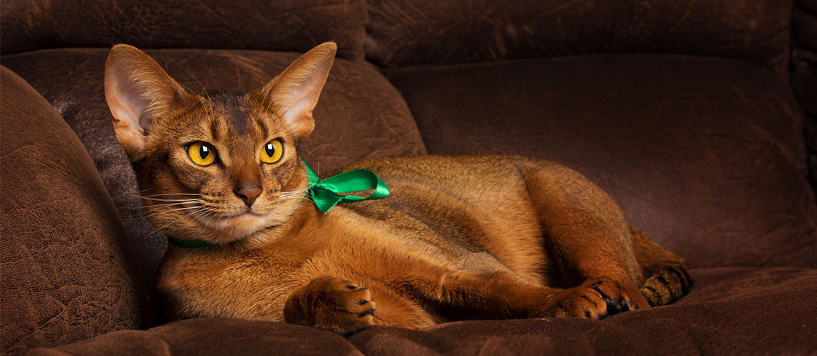 The-Best-Cat-Collars