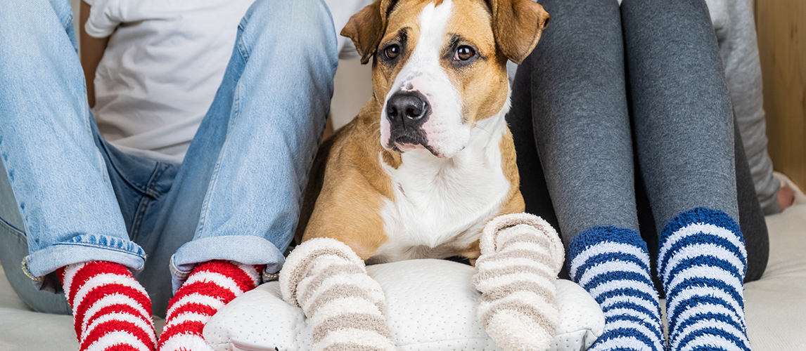 The-Best-Socks-for-Dogs