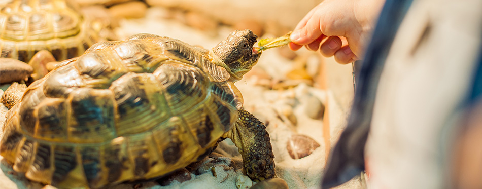 Tortoise eating leaves