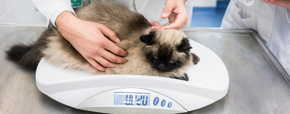 Vet putting cat on scale to measure her weights