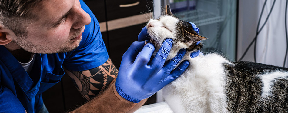 Veterinarian examining cats