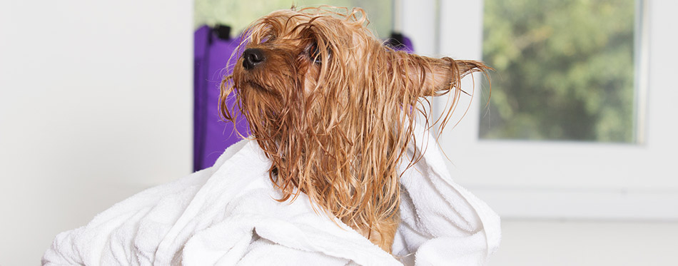 Wet dog in a towel