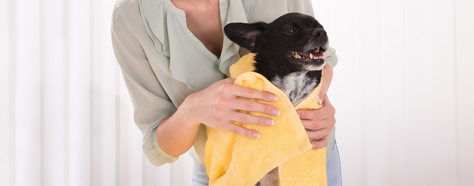 Woman Drying a Dog With Towel