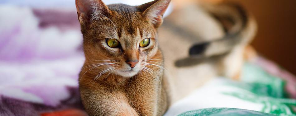 Young Abyssinian cat in action