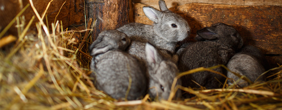 Young rabbits popping out