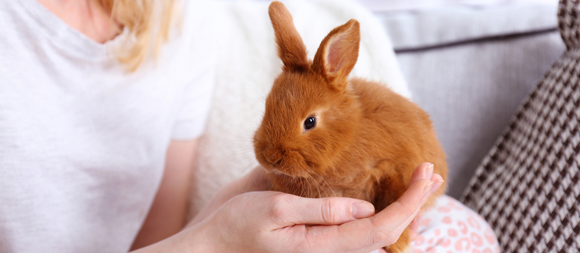 best-brush-for-rabbits