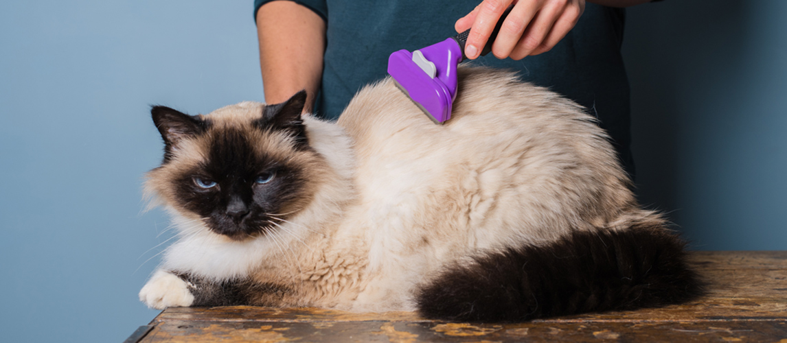 best-cat-brush