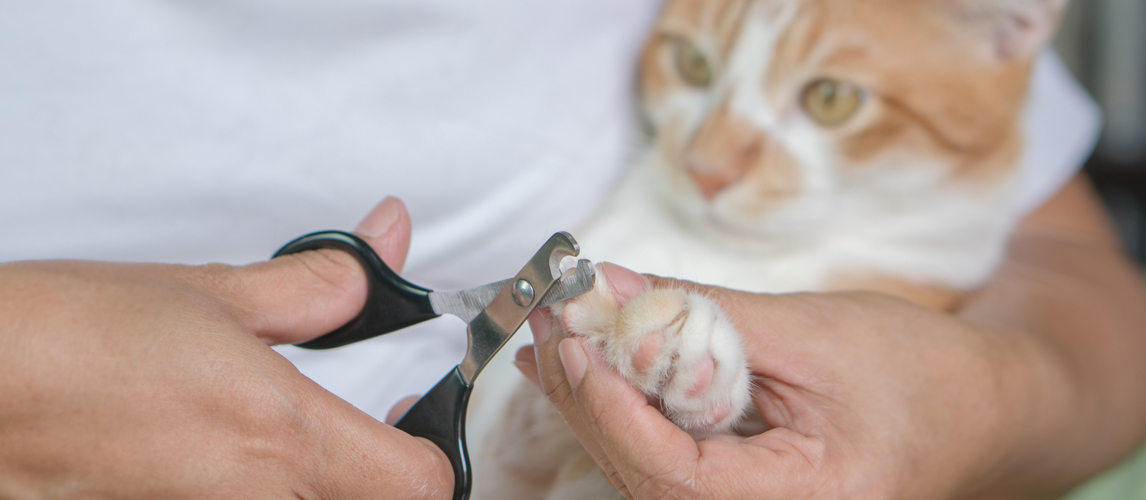 easy cat nail clippers