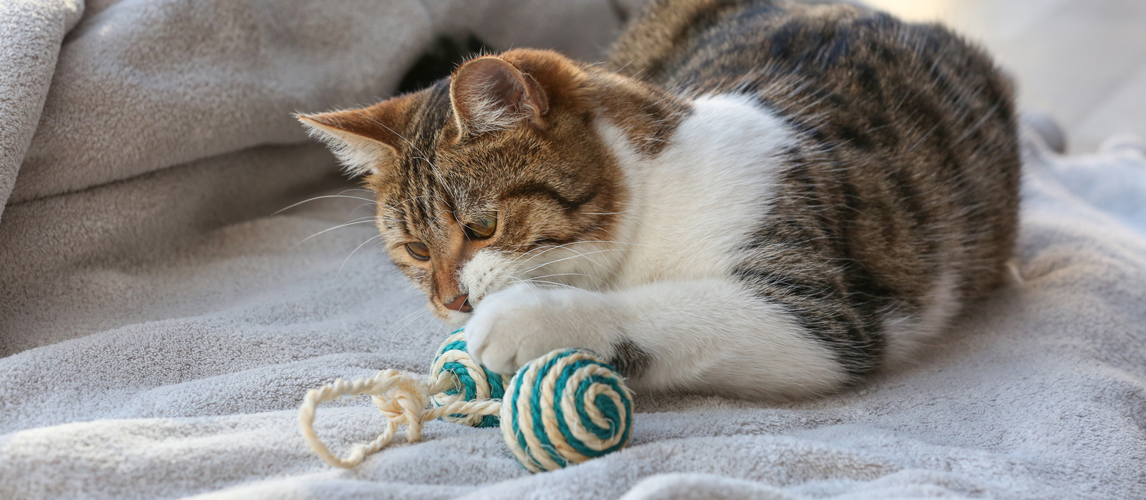 best rated cat toys