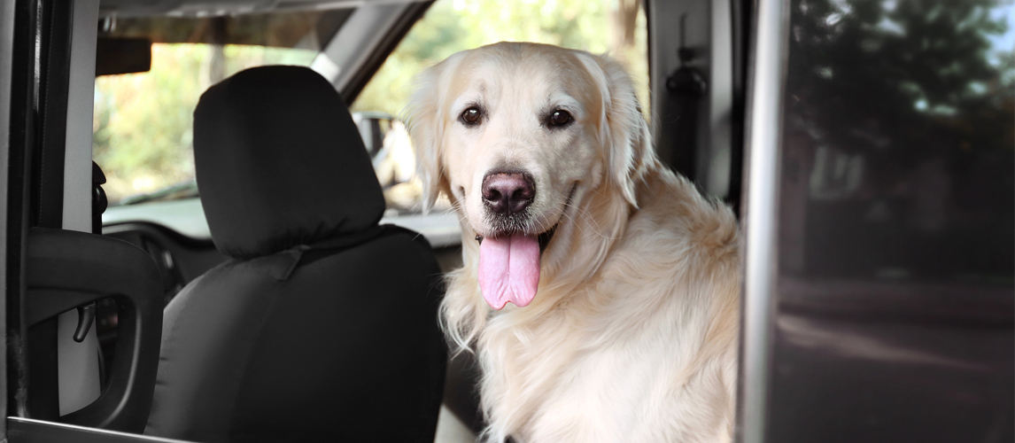 best-dog-car-seat