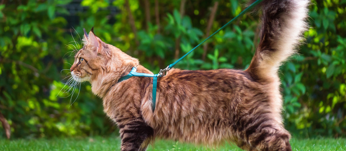 best-cat-harness