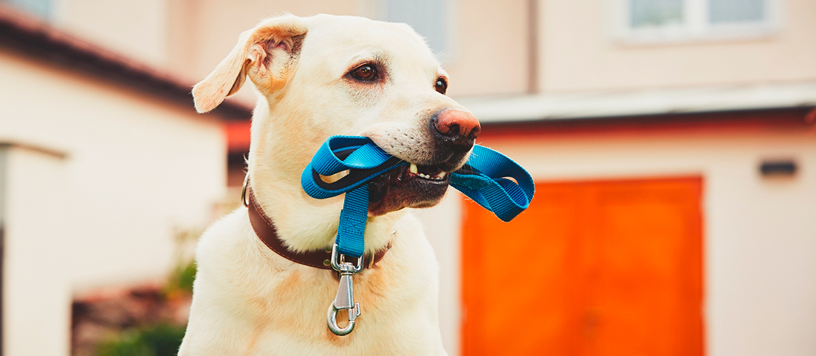 most comfortable dog leash