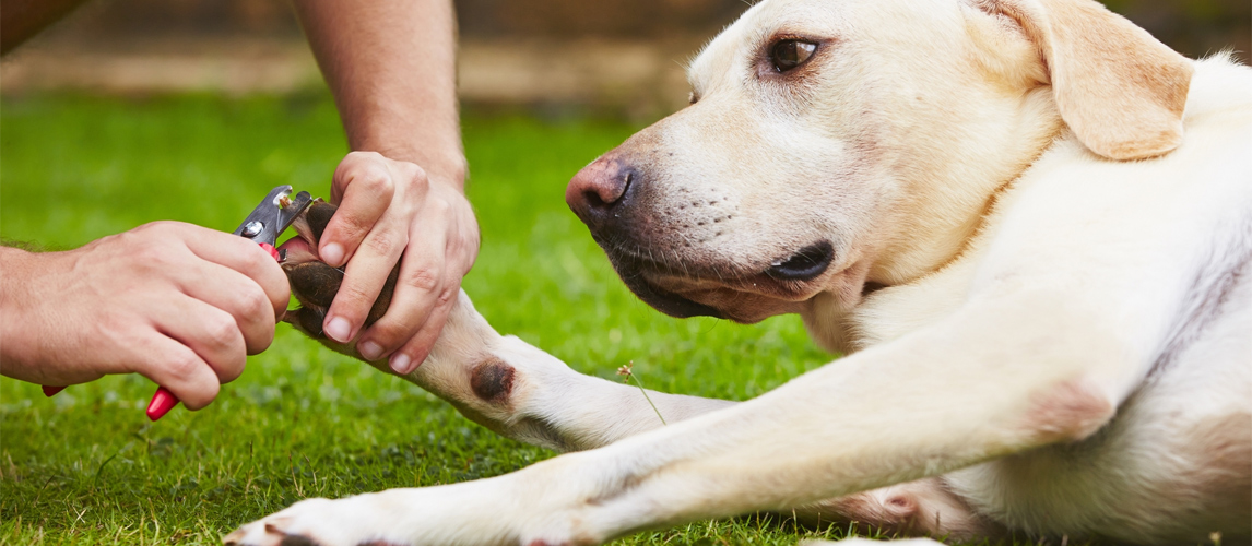 best-dog-nail-clippers-and-grinders