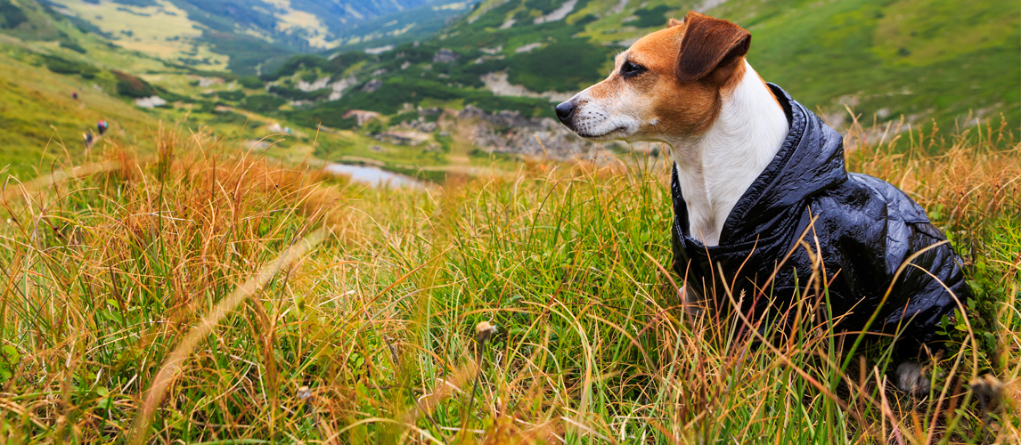 plastic macs for dogs