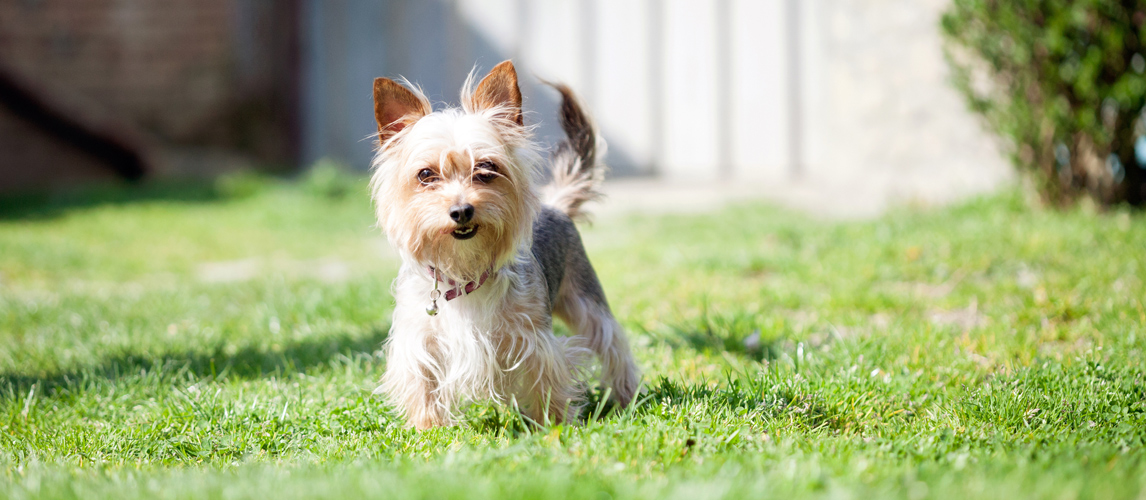 best-electric-dog-fence