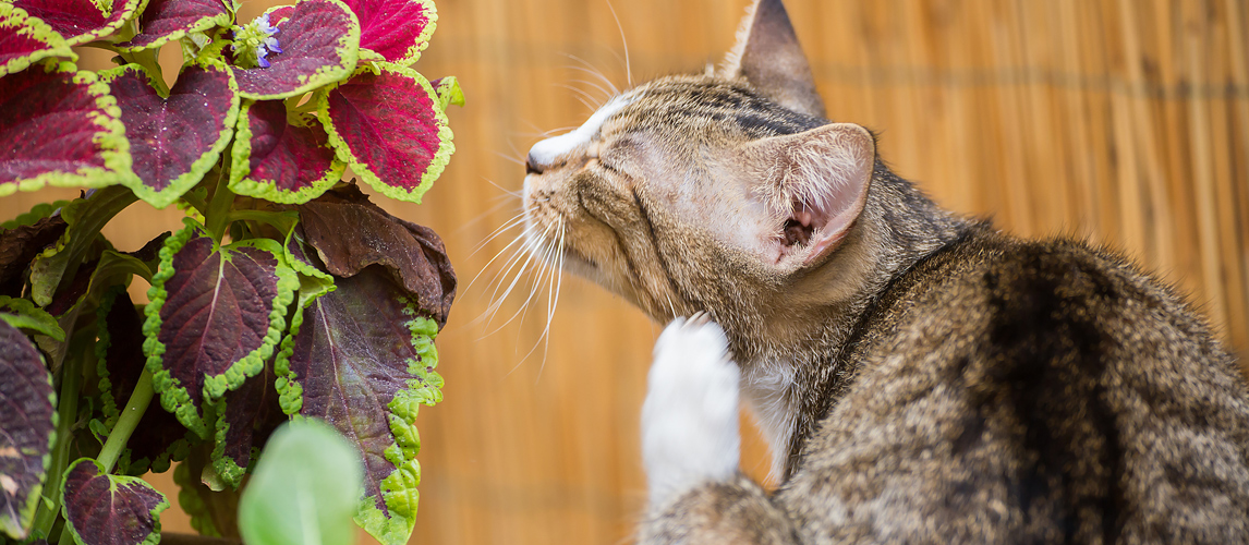 best-flea-treatment-for-cats