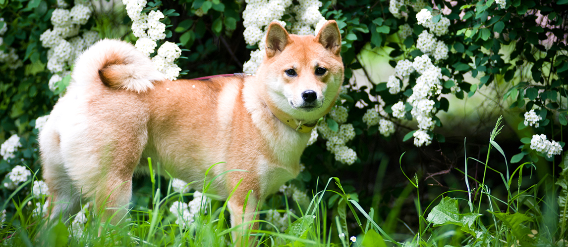 best food for shiba inu puppy