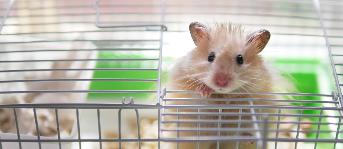 best-hamster-bedding