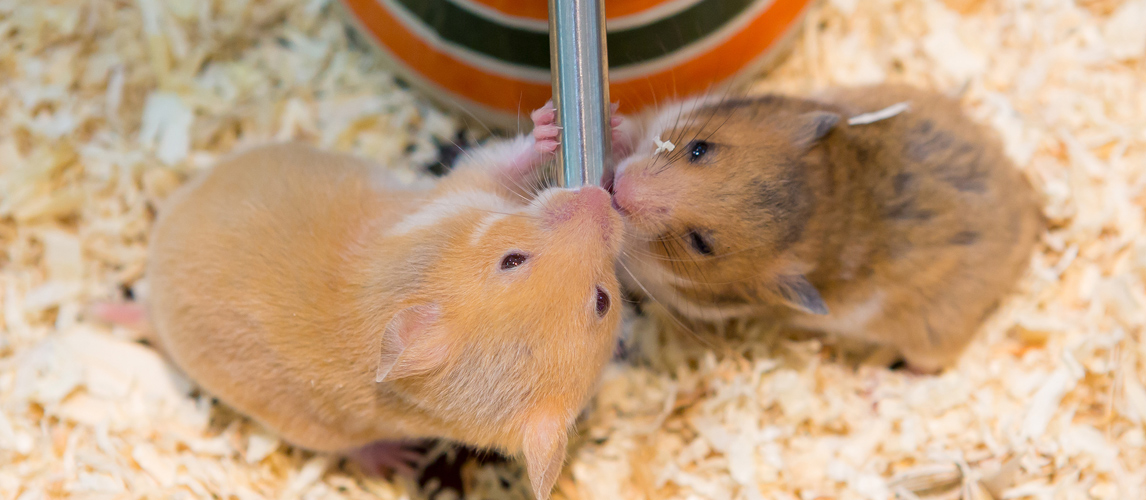 hamster water bottle for dogs