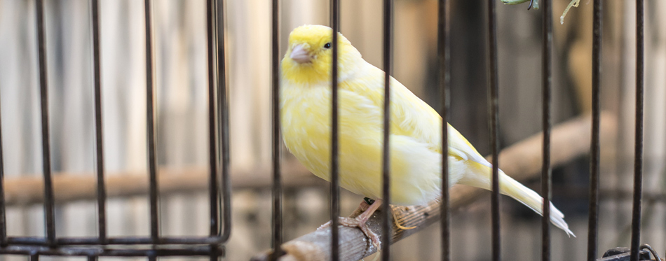 bird in a cage