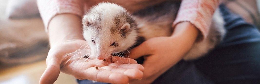 can ferrets eat cat food