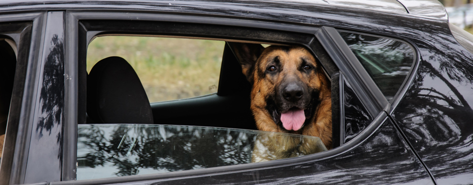 dog in the back seat of car