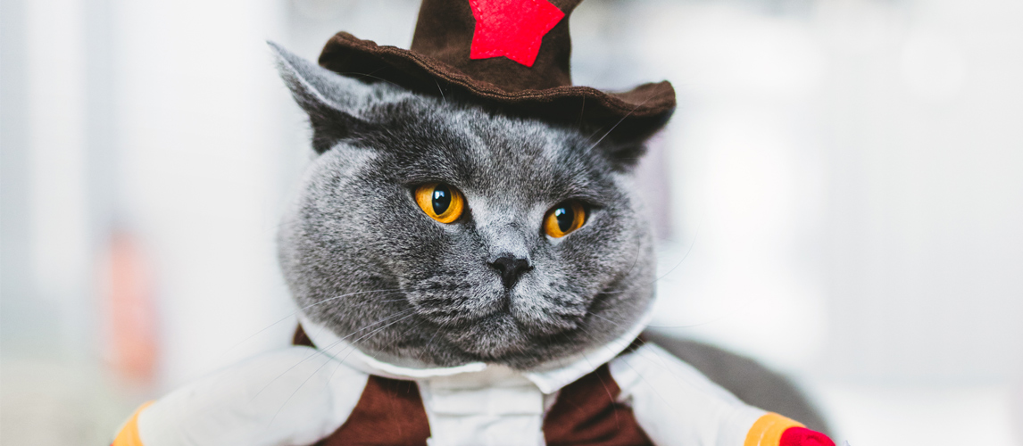 cat-in-a-costume