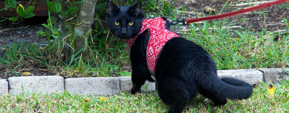 cat on a leash