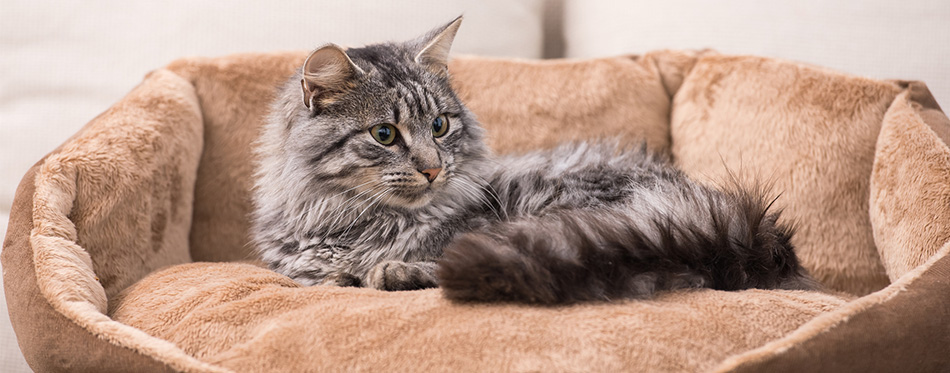 cat resting on bed