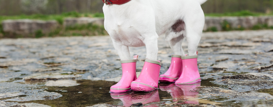 dog boots