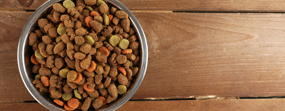 dog food bowl