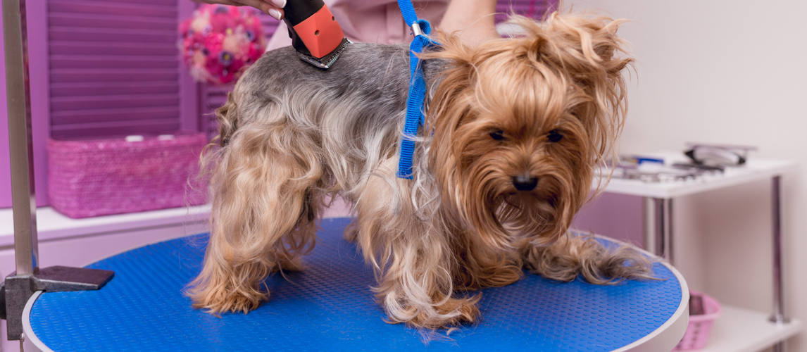 dog-grooming-table