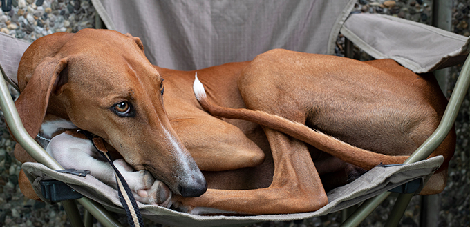 dog laying in a camping chair