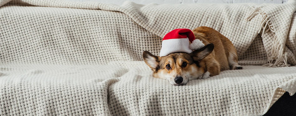 dog with santa hat