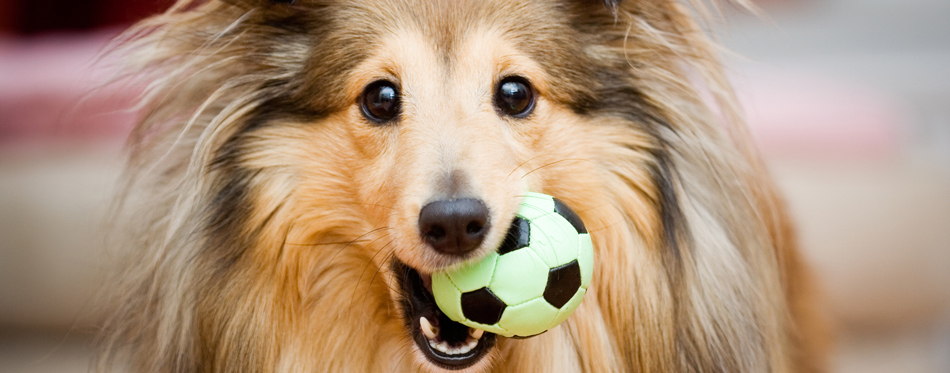 dog with toys