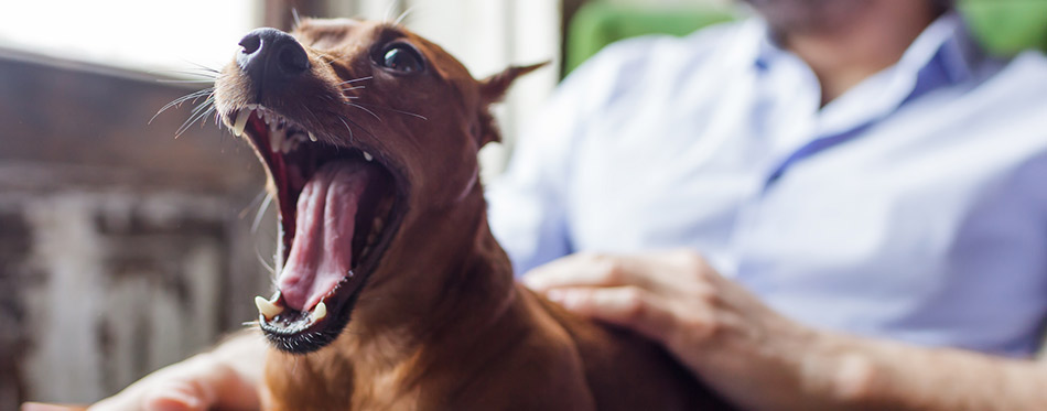 dog yawn