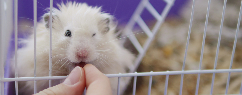 feeding hamster