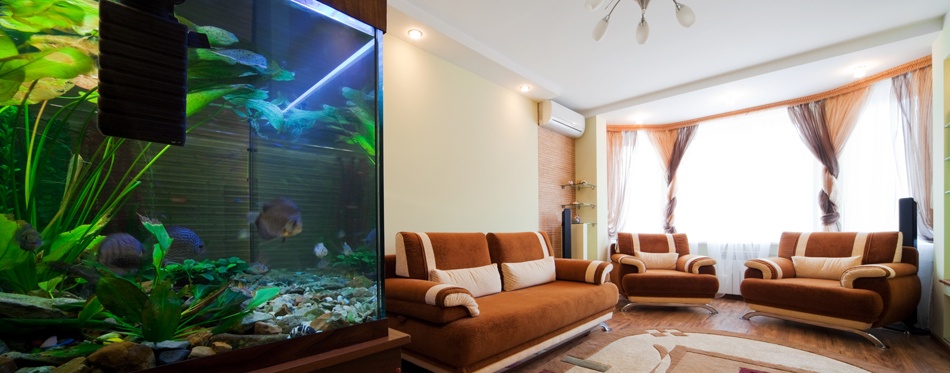 fish tank at home