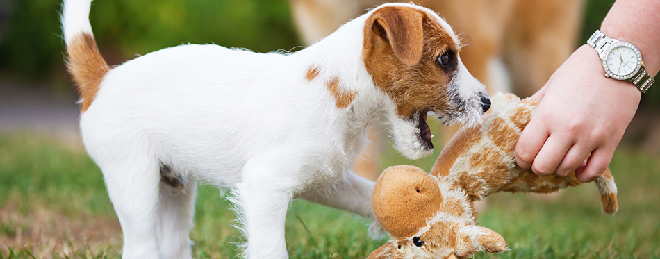 girl giving a toy to a Parson Russell Terrier puppy