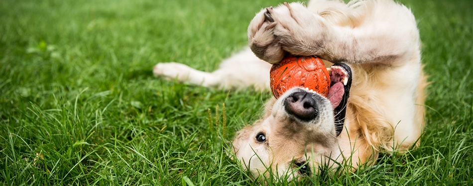 golden retriever dog playing with rubber ball