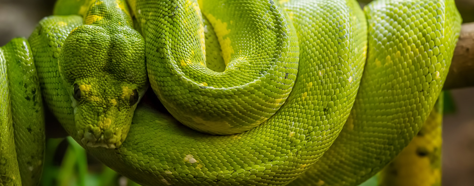 green snake