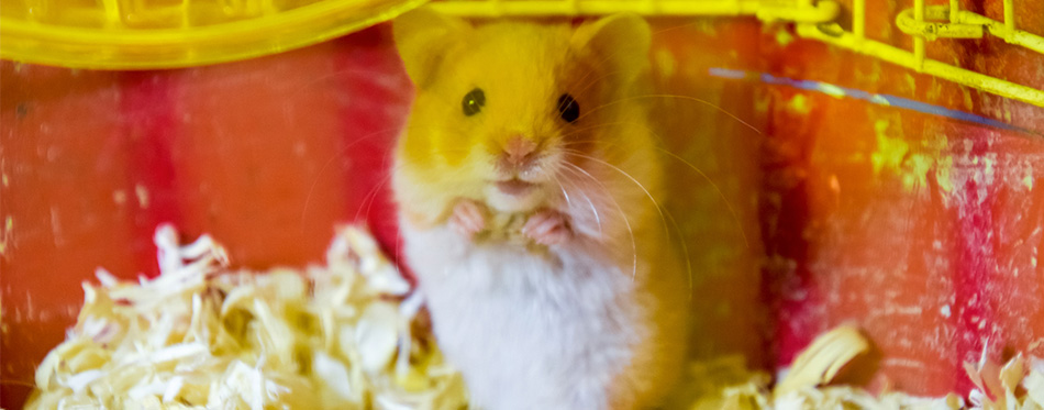 hamster in cage